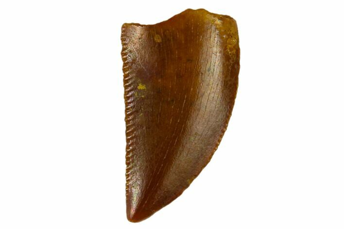 Serrated, Raptor Tooth - Real Dinosaur Tooth #115853